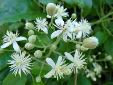 Fleurs comportant 4 ou 5 sépales blanches. Agrandir dans une nouvelle fenêtre (ou onglet)